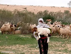 shepherd with lamb in Negev riverbed